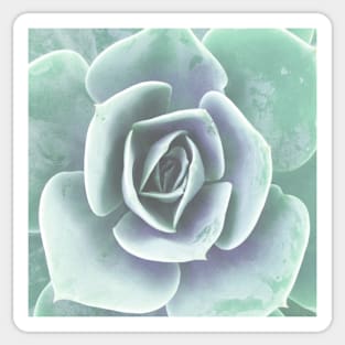 Plant print, pastel mint green Houseleek Sticker